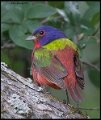 _6SB0434 painted bunting